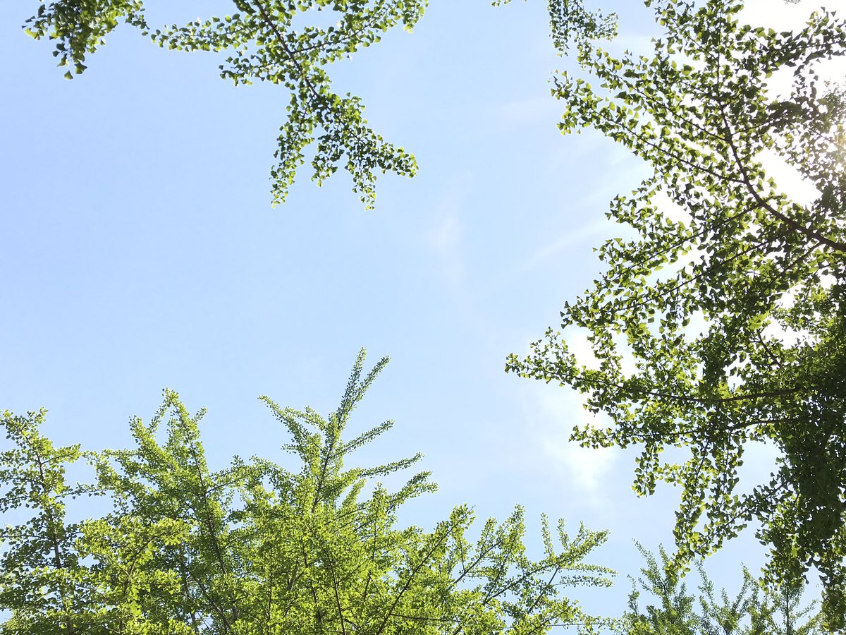 f:id:n6c54fh1:20190527221918j:plain f:id:n6c54fh1:20190527221918j:plain