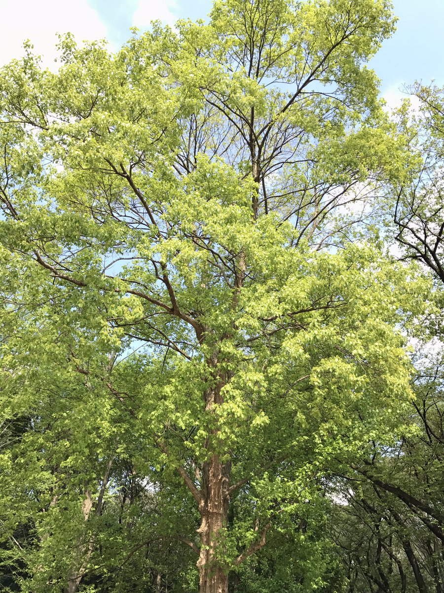f:id:n6c54fh1:20190615105557j:plain f:id:n6c54fh1:20190615105557j:plain