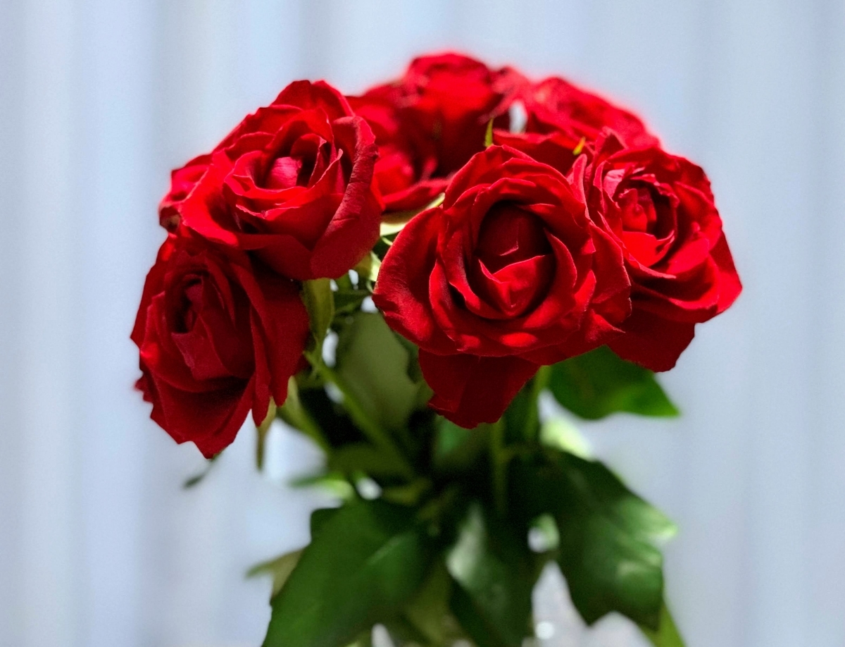 f:id:n6c54fh1:20200724033309j:plain