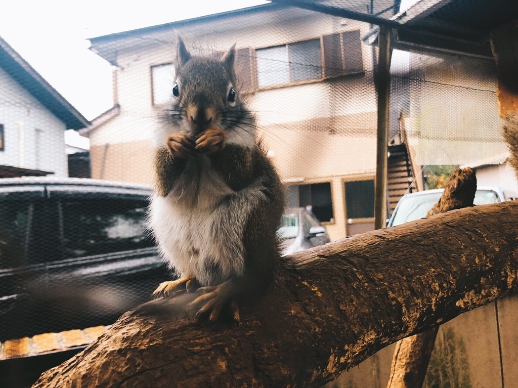 f:id:n7smr:20190103224229j:plain