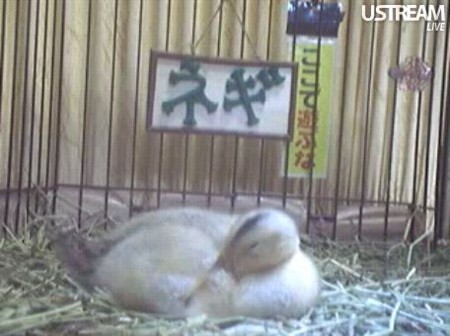 f:id:nBit:20110530161839j:image f:id:nBit:20110530161839j:image