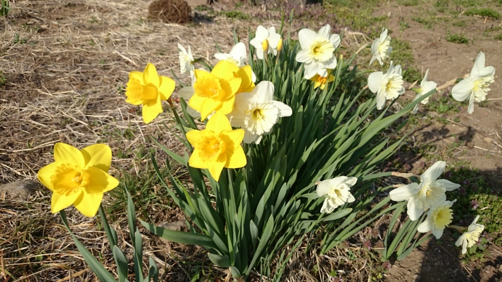 f:id:n_aomi1214:20180403155547j:plain