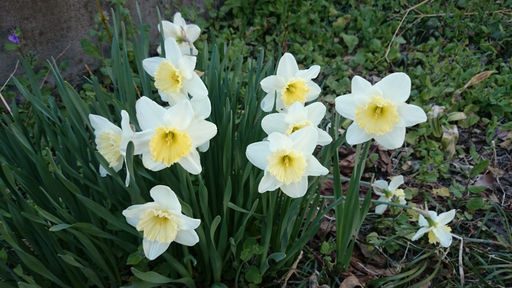 f:id:n_aomi1214:20180403155910j:plain