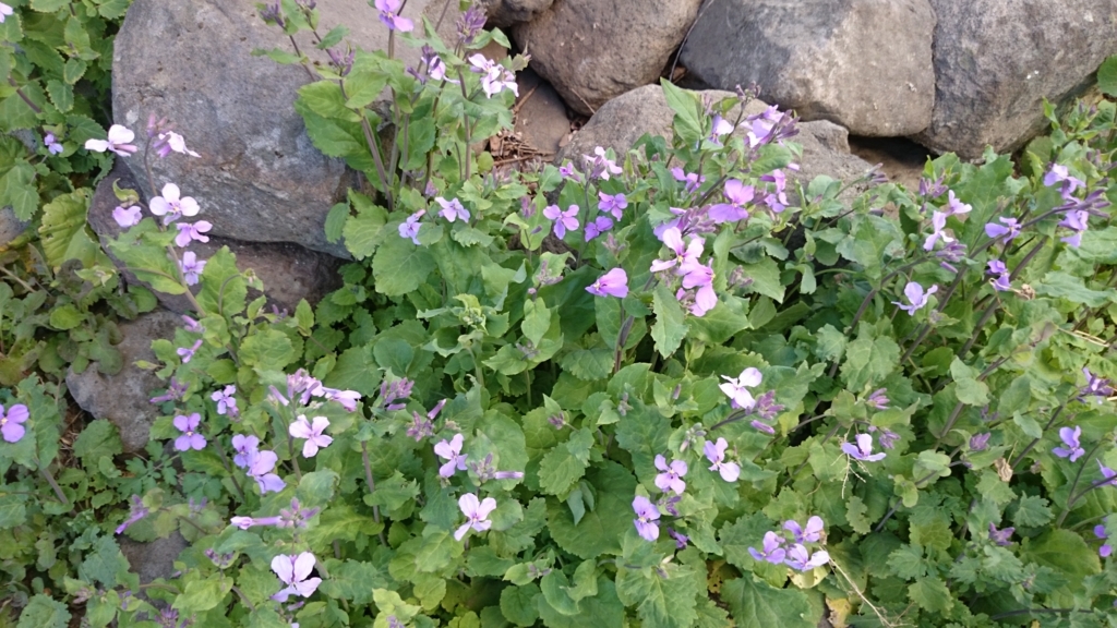 f:id:n_aomi1214:20180403160000j:plain