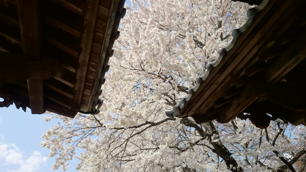 f:id:n_aomi1214:20180404123243j:plain