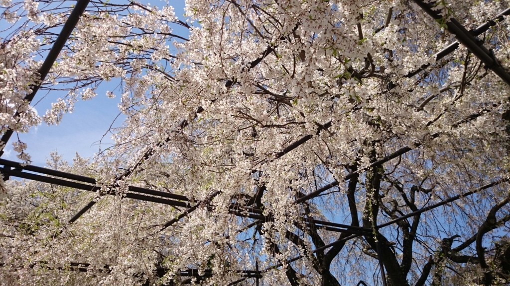 f:id:n_aomi1214:20180404123848j:plain