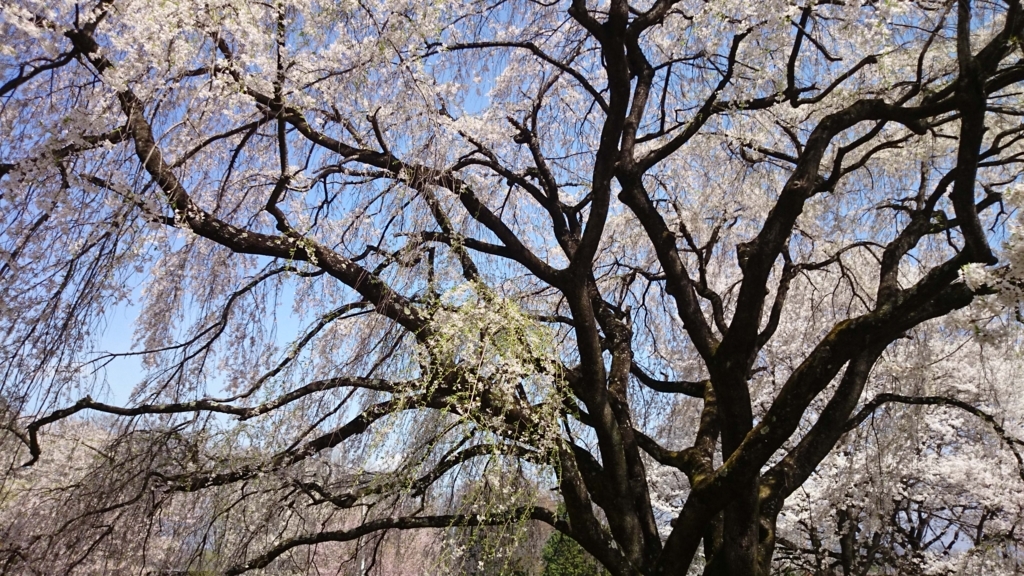 f:id:n_aomi1214:20180404123937j:plain