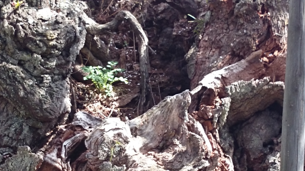 f:id:n_aomi1214:20180404130133j:plain