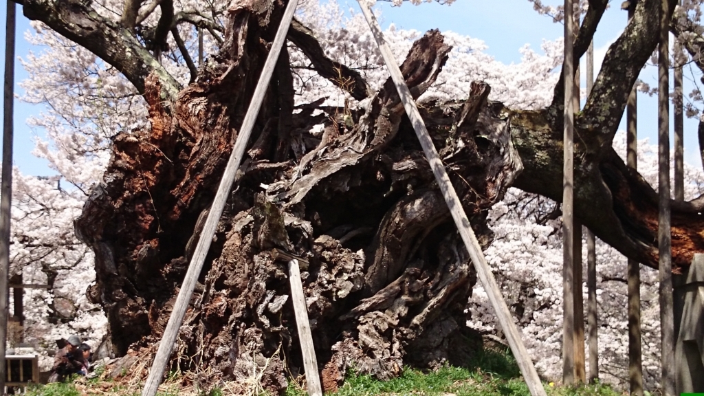 f:id:n_aomi1214:20180404130541j:plain