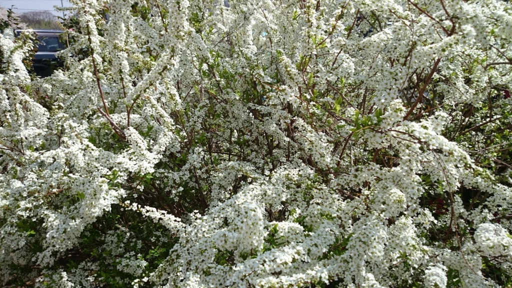 f:id:n_aomi1214:20180404131055j:plain