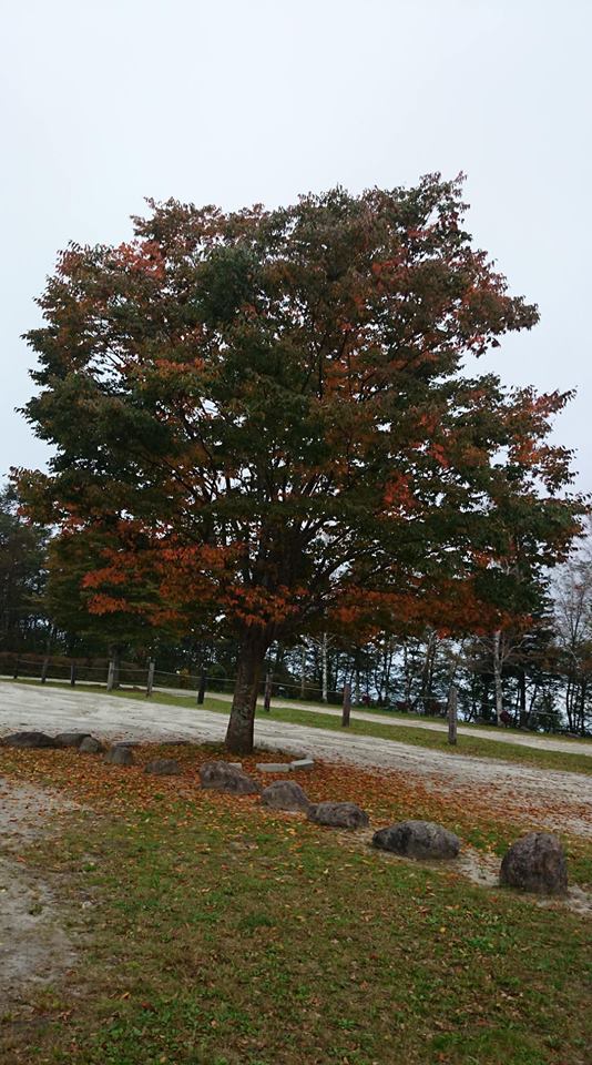 f:id:n_aomi1214:20181021125322j:plain f:id:n_aomi1214:20181021125322j:plain