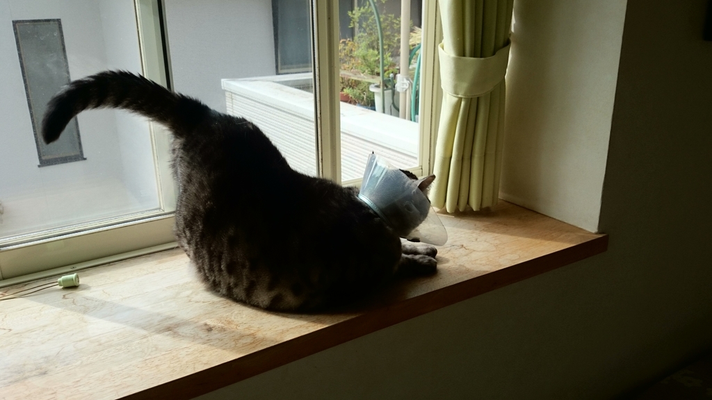 f:id:n_aomi1214:20181024092535j:plain