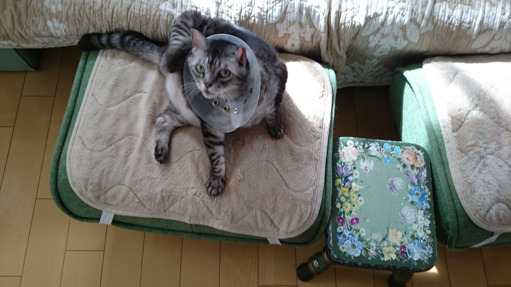 f:id:n_aomi1214:20181024092641j:plain