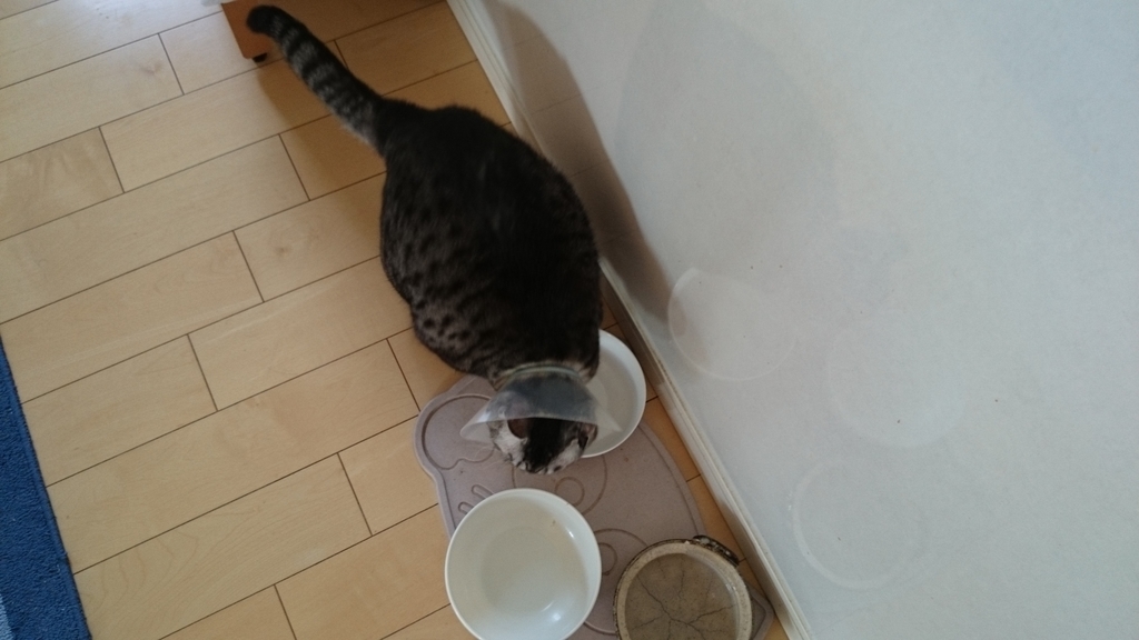 f:id:n_aomi1214:20181024092717j:plain