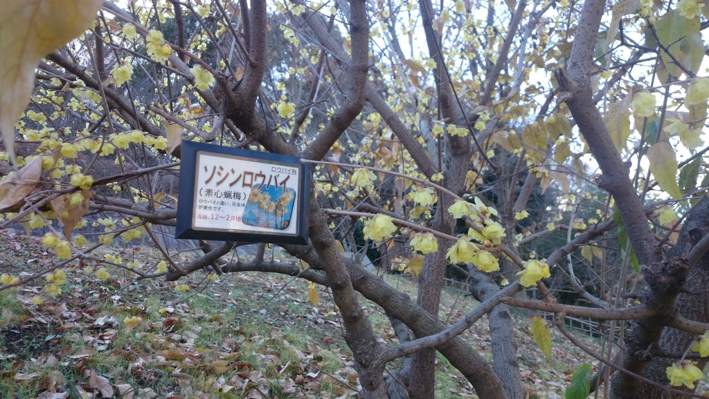 f:id:n_aomi1214:20190103135614j:plain f:id:n_aomi1214:20190103135614j:plain