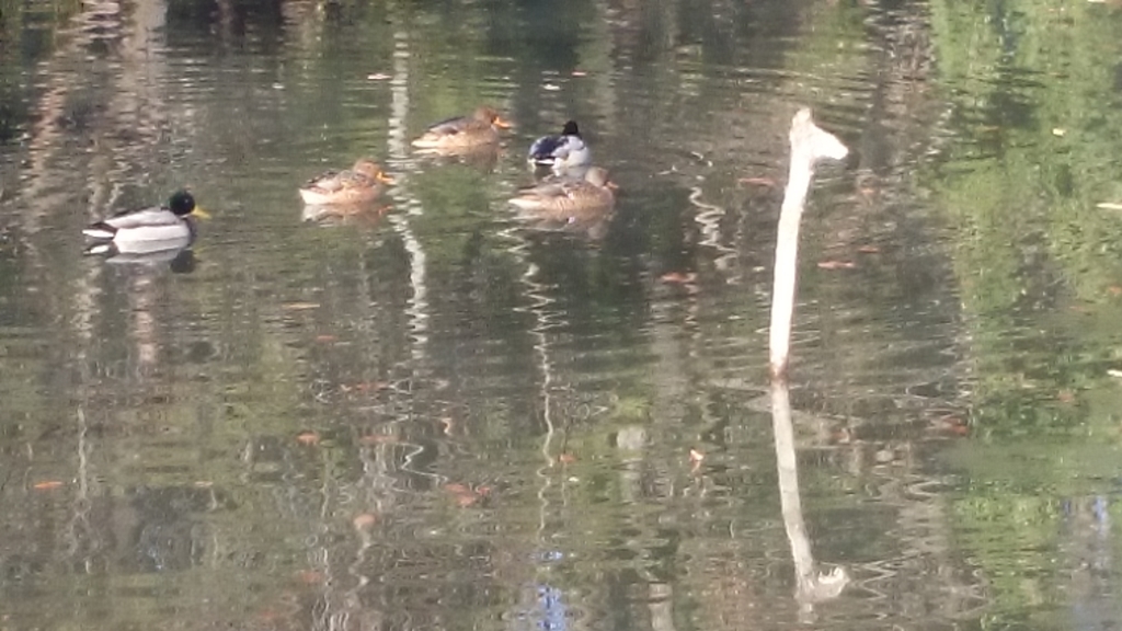 f:id:n_aomi1214:20190103141112j:plain f:id:n_aomi1214:20190103141112j:plain