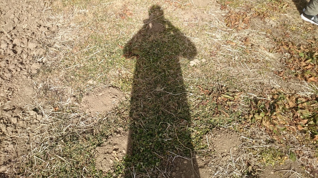 f:id:n_aomi1214:20190110125422j:plain