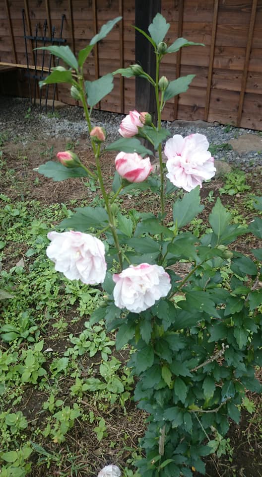 f:id:n_aomi1214:20190927143200j:plain