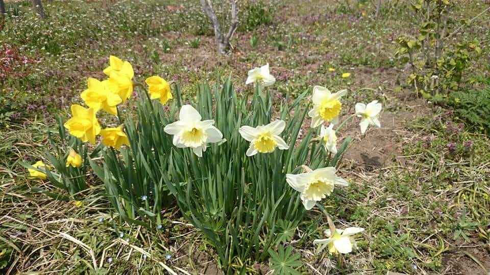 f:id:n_aomi1214:20200405201303j:plain