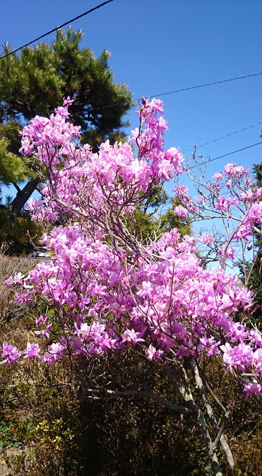 f:id:n_aomi1214:20200418231743j:plain