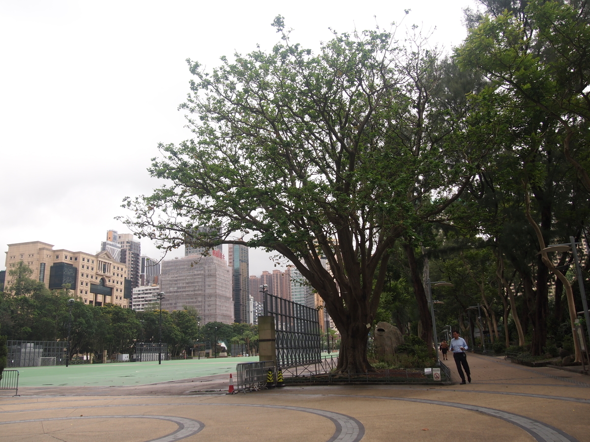 f:id:n_kotori:20190726152926j:plain f:id:n_kotori:20190726152926j:plain