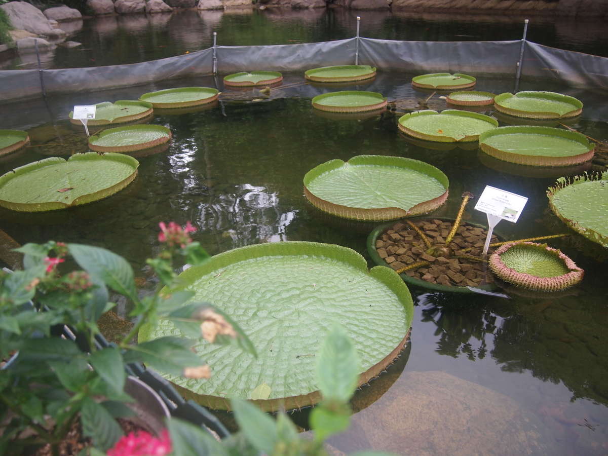 f:id:n_kotori:20190726183607j:plain f:id:n_kotori:20190726183607j:plain