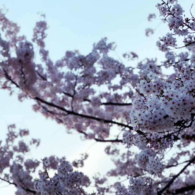 f:id:n_kouhei:20190410001507j:plain f:id:n_kouhei:20190410001507j:plain