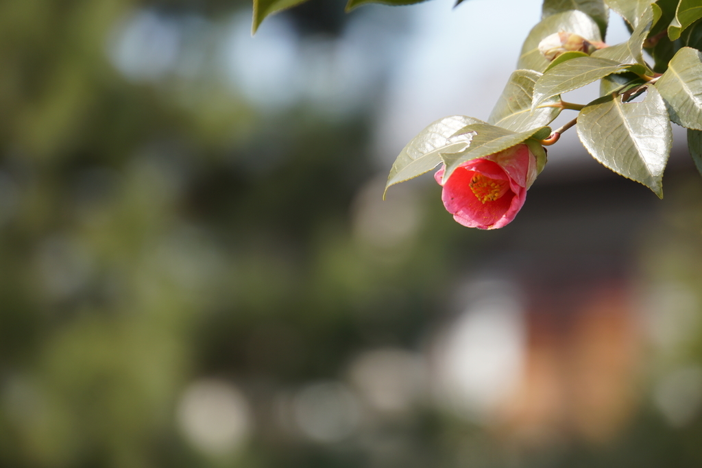 f:id:n_m_res:20190226104813j:plain f:id:n_m_res:20190226104813j:plain