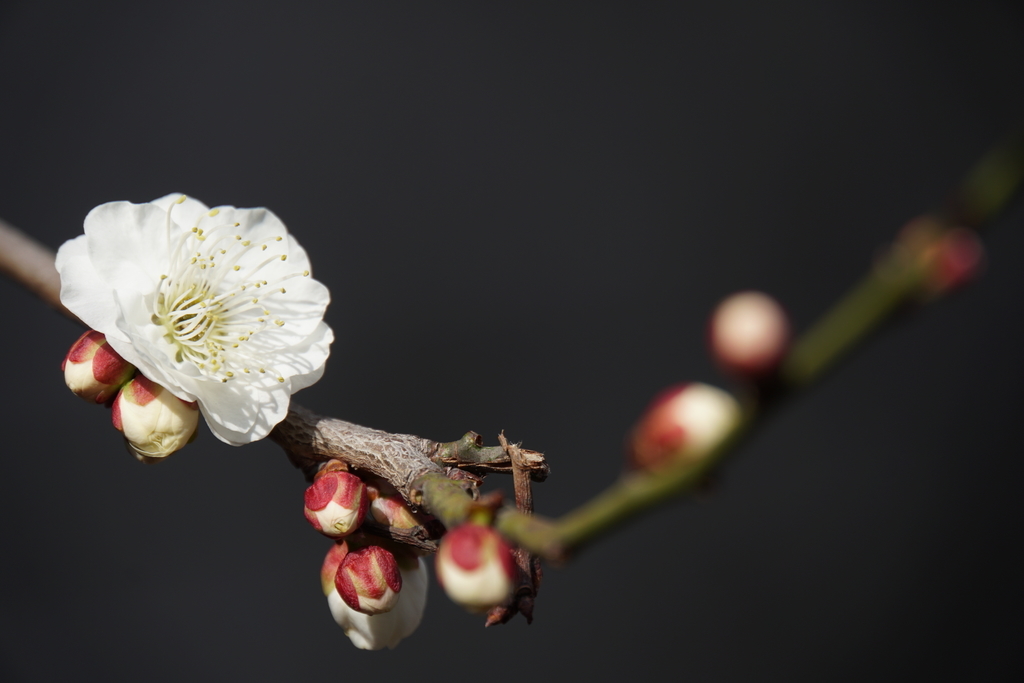 f:id:n_m_res:20190226105047j:plain f:id:n_m_res:20190226105047j:plain