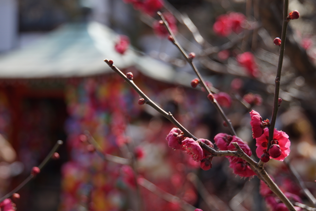 f:id:n_m_res:20190226105055j:plain f:id:n_m_res:20190226105055j:plain