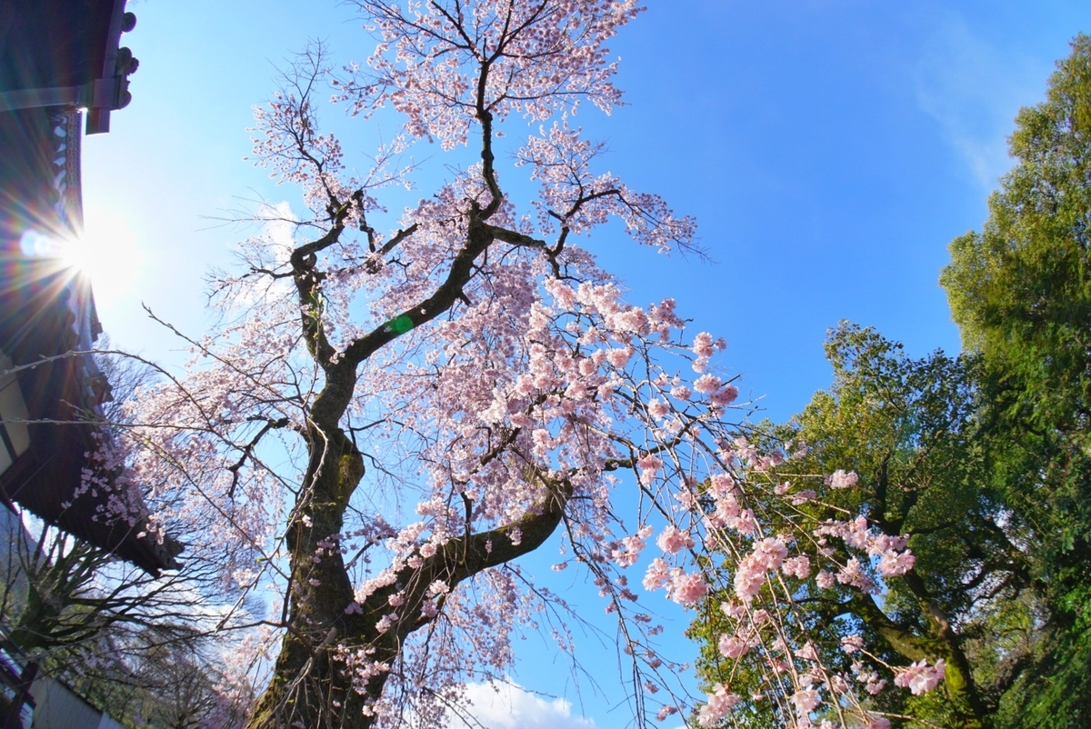 f:id:n_m_res:20190402094234j:plain