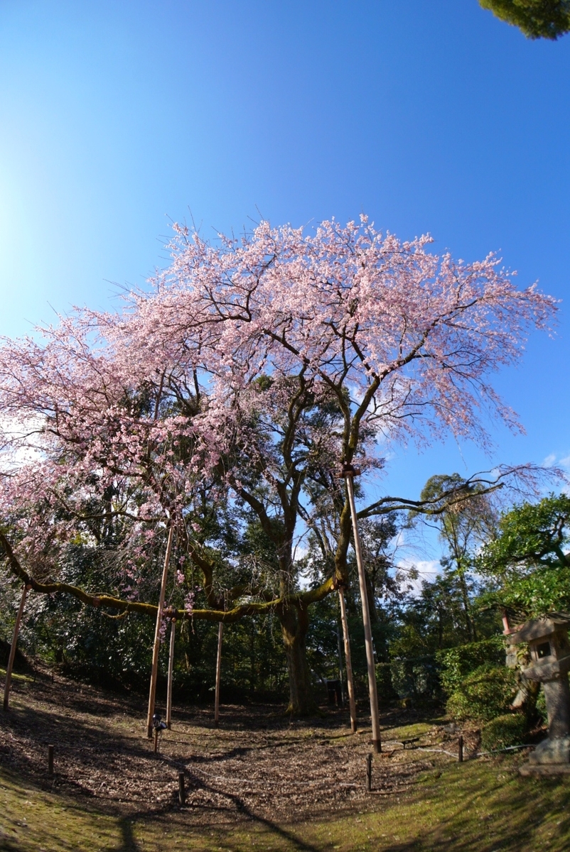 f:id:n_m_res:20190402094300j:plain