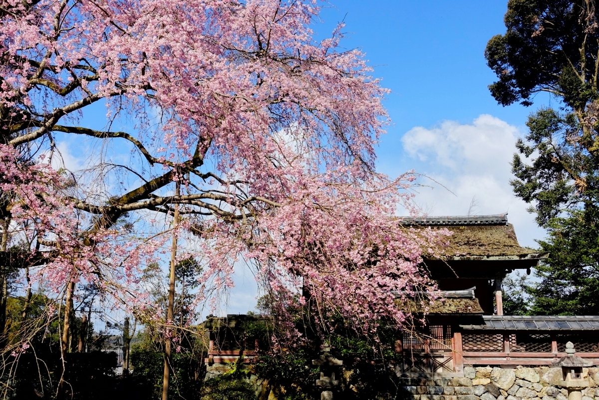 f:id:n_m_res:20190402094347j:plain