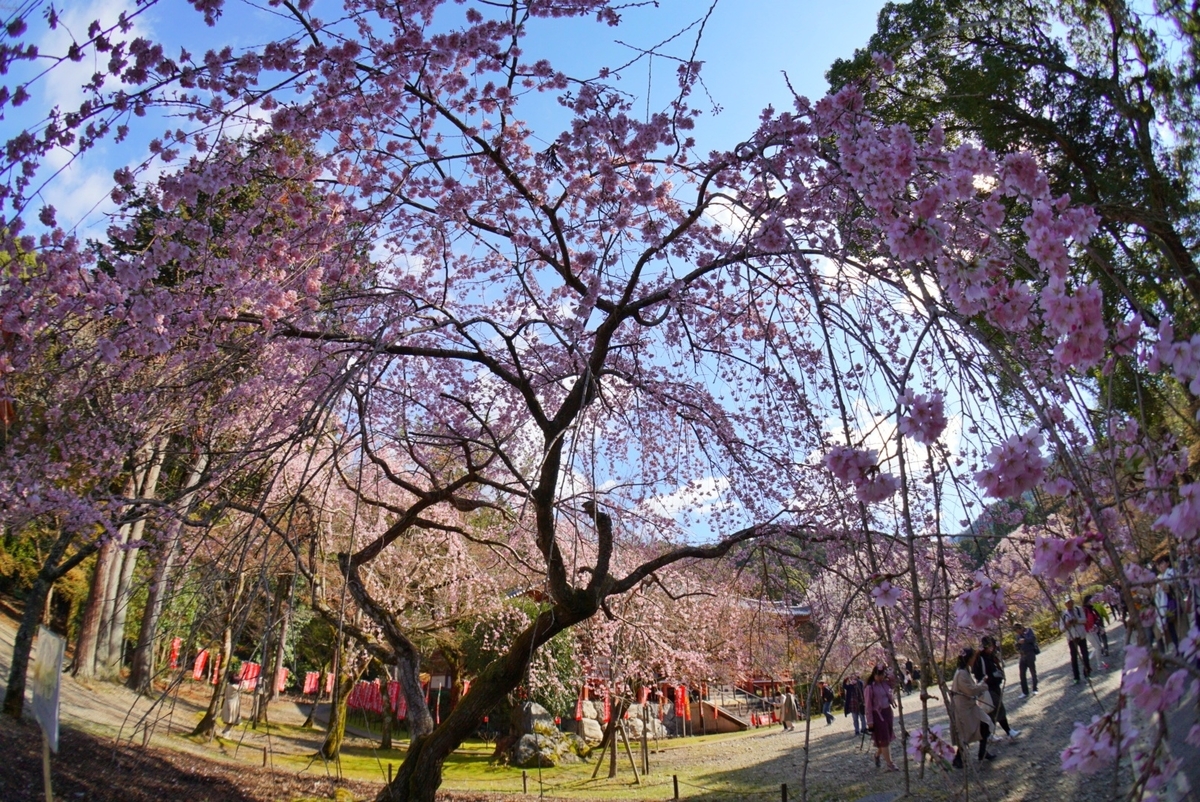 f:id:n_m_res:20190402094457j:plain