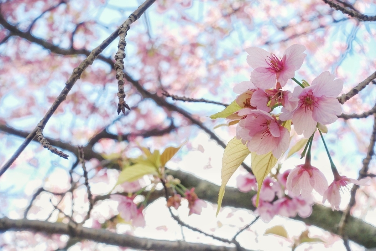 f:id:n_m_res:20190402094609j:plain