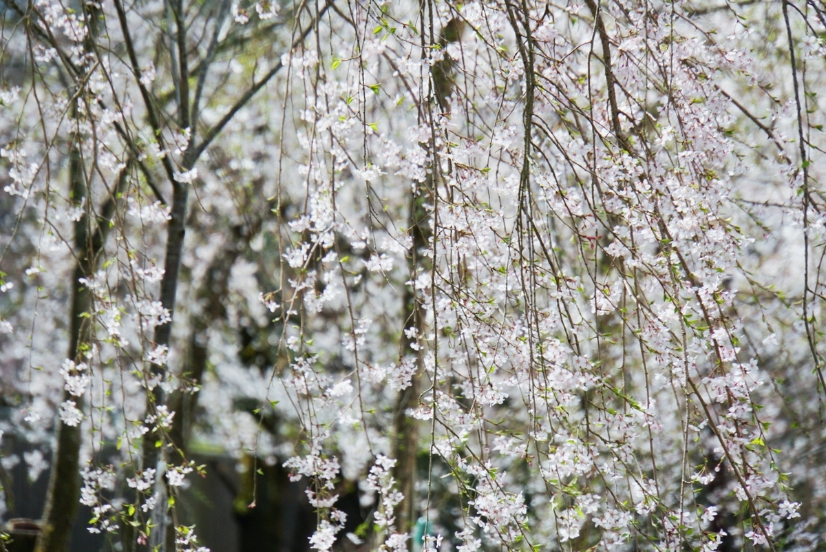 f:id:n_m_res:20190402094658j:plain