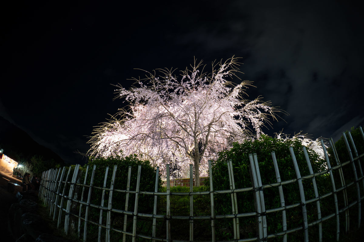 f:id:n_m_res:20190406094506j:plain f:id:n_m_res:20190406094506j:plain