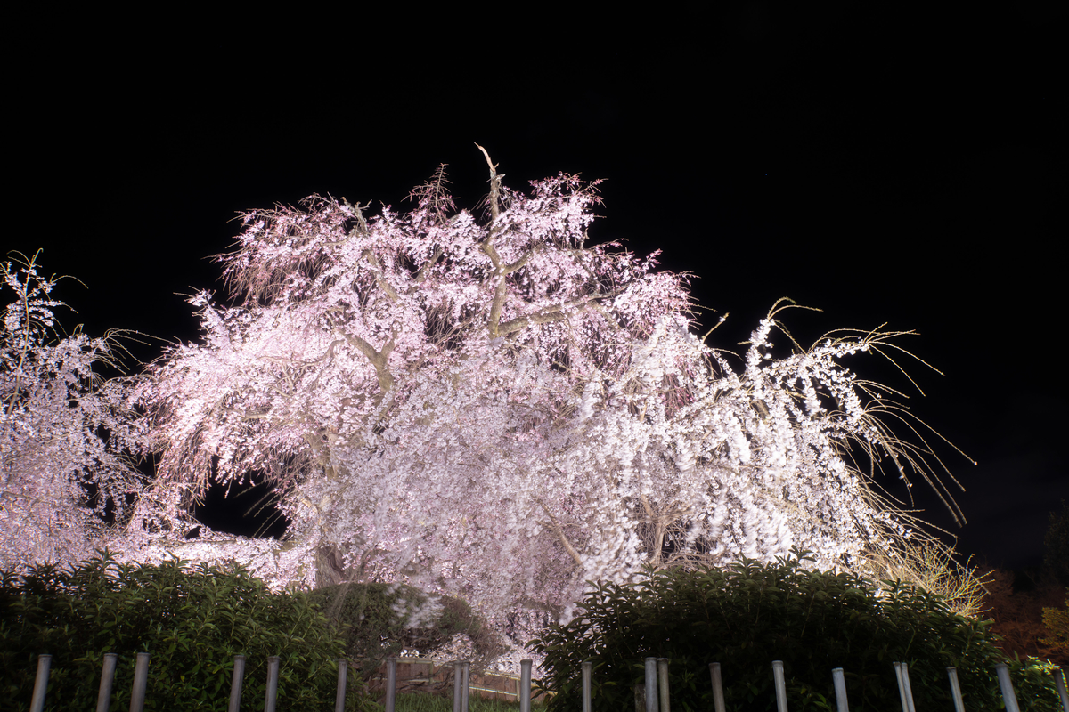 f:id:n_m_res:20190406094511j:plain f:id:n_m_res:20190406094511j:plain