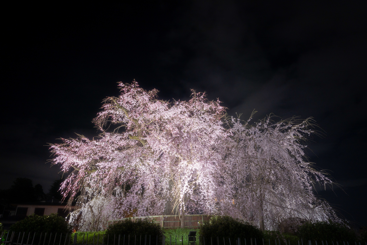 f:id:n_m_res:20190406094928j:plain f:id:n_m_res:20190406094928j:plain