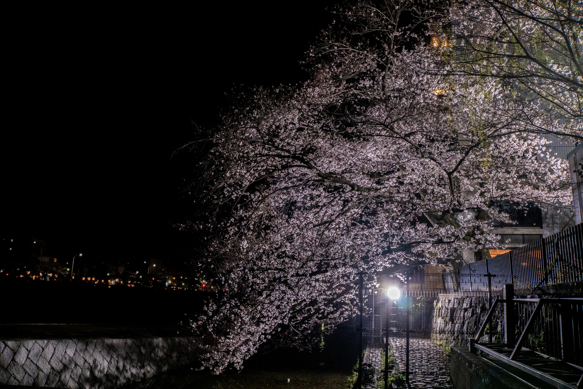 f:id:n_m_res:20190416154425j:plain