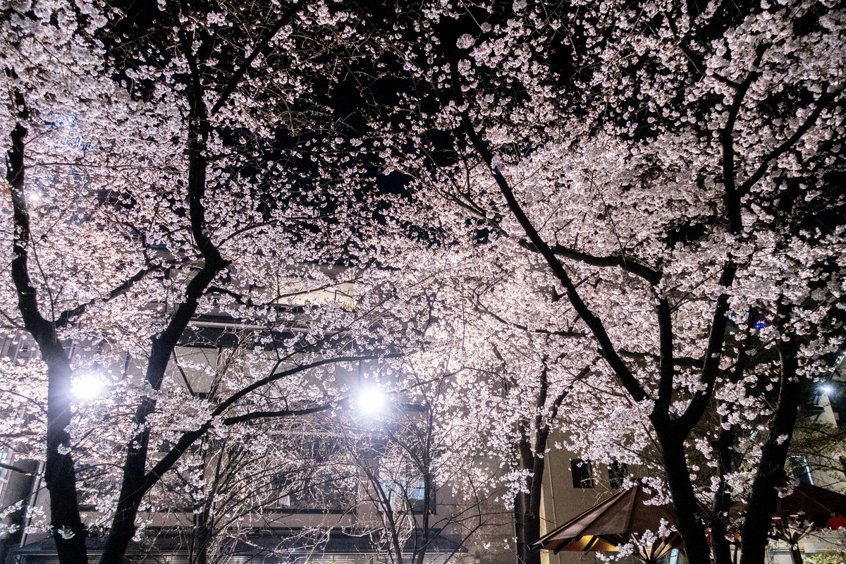 f:id:n_m_res:20190416162128j:plain