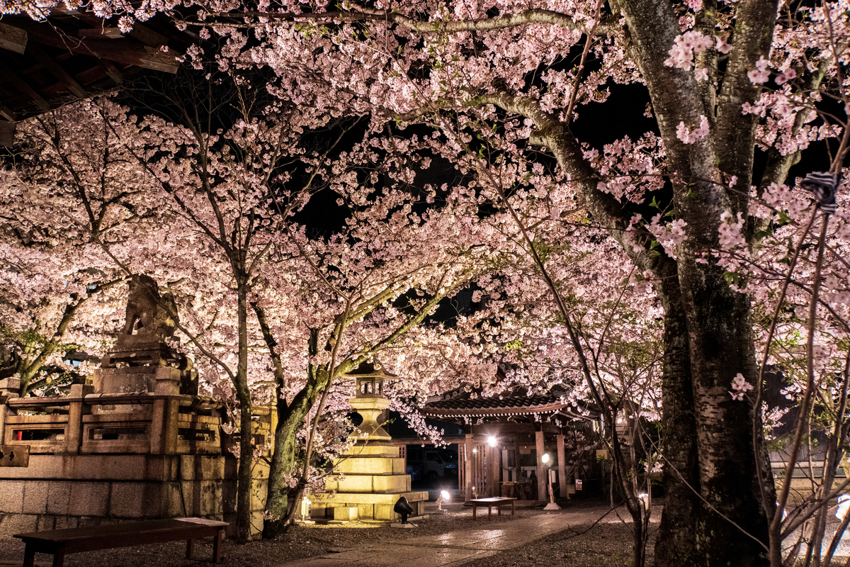 f:id:n_m_res:20190430144516j:plain