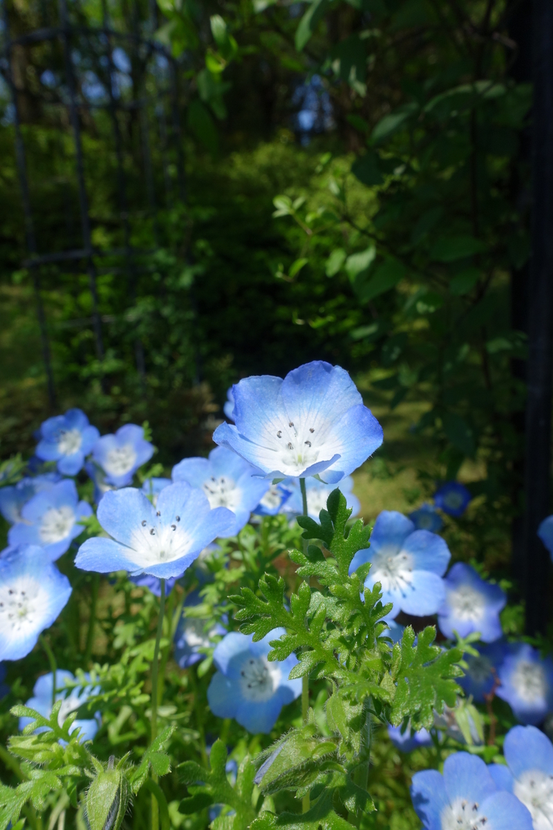 f:id:n_m_res:20190514155035j:plain