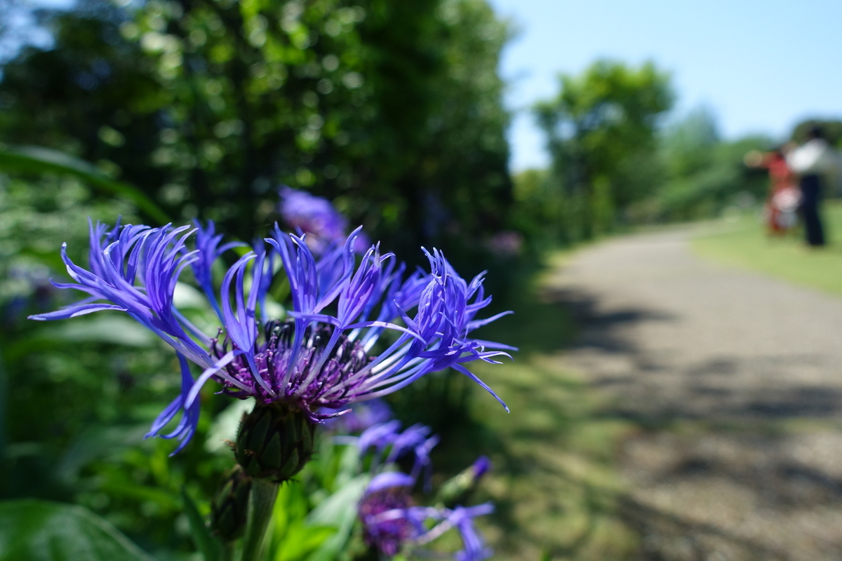 f:id:n_m_res:20190514155453j:plain