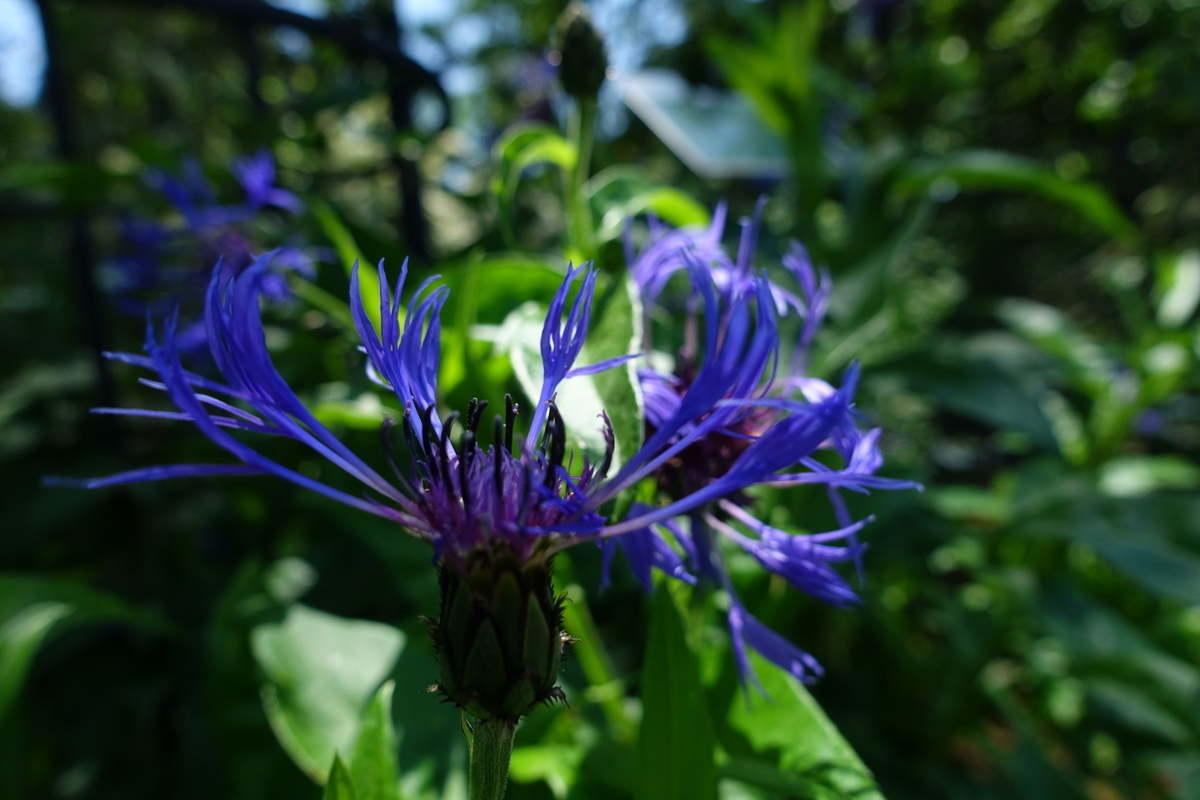 f:id:n_m_res:20190514155455j:plain