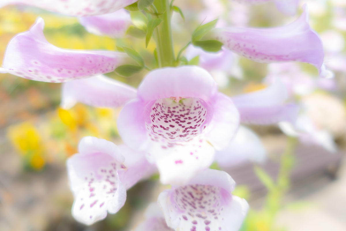 f:id:n_m_res:20190612160414j:plain
