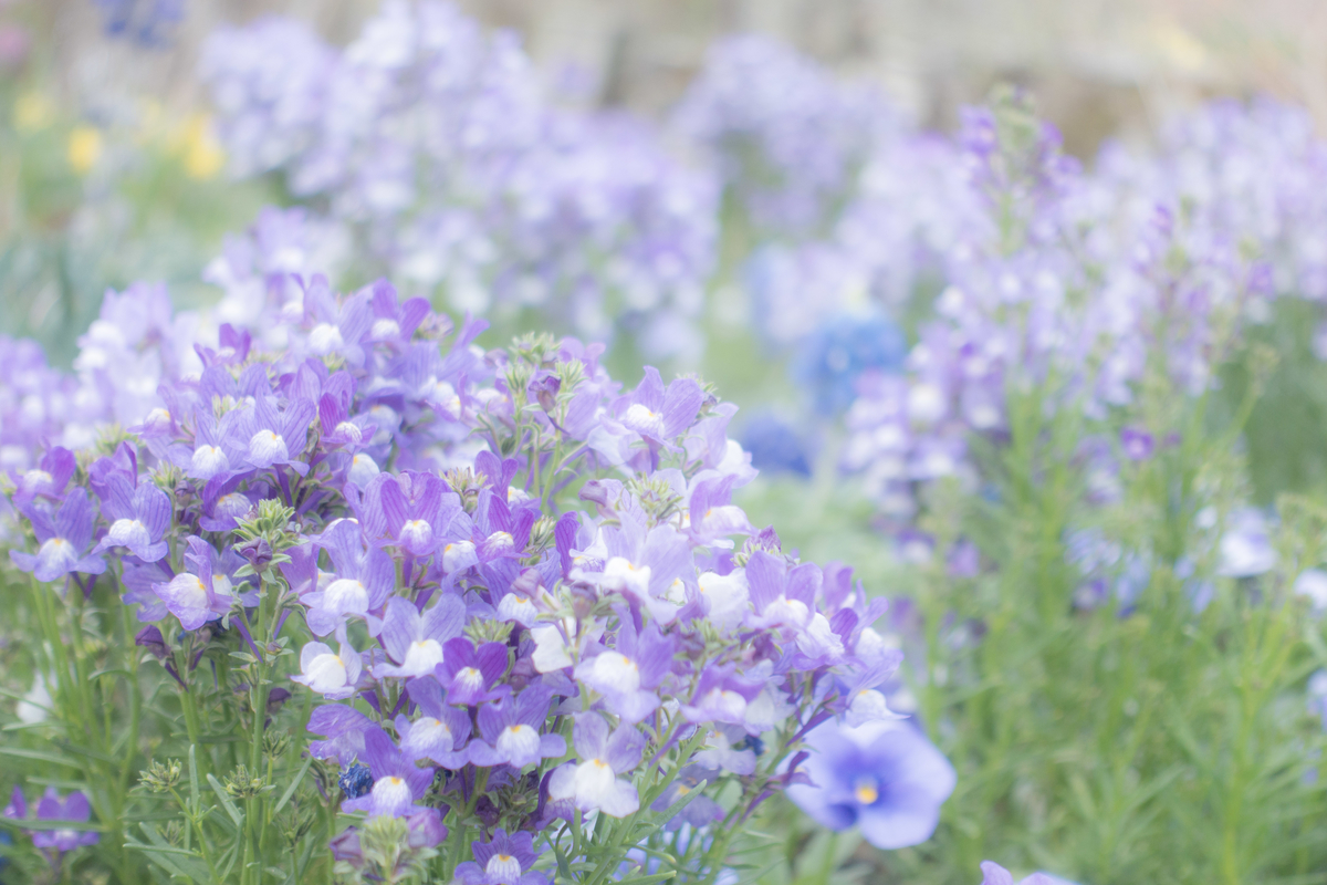 f:id:n_m_res:20190612160416j:plain