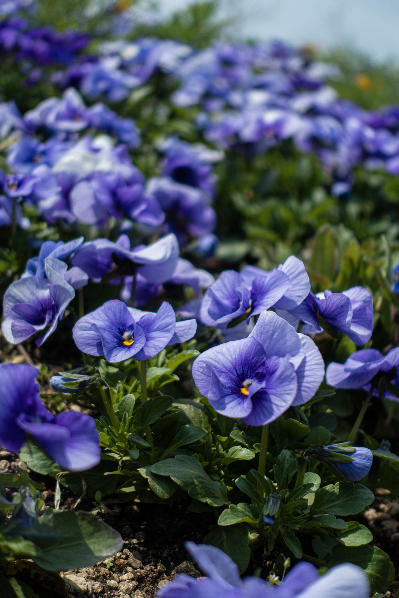 f:id:n_m_res:20190612160623j:plain