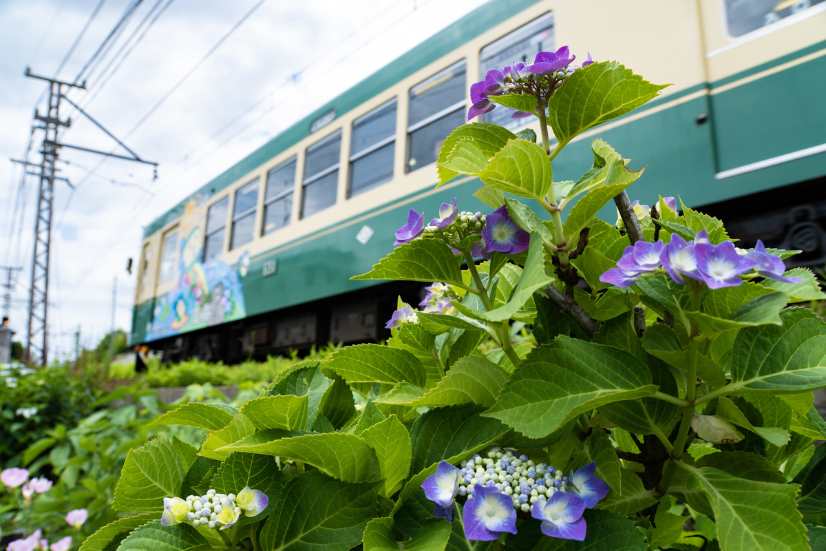 f:id:n_m_res:20190620153431j:plain f:id:n_m_res:20190620153431j:plain