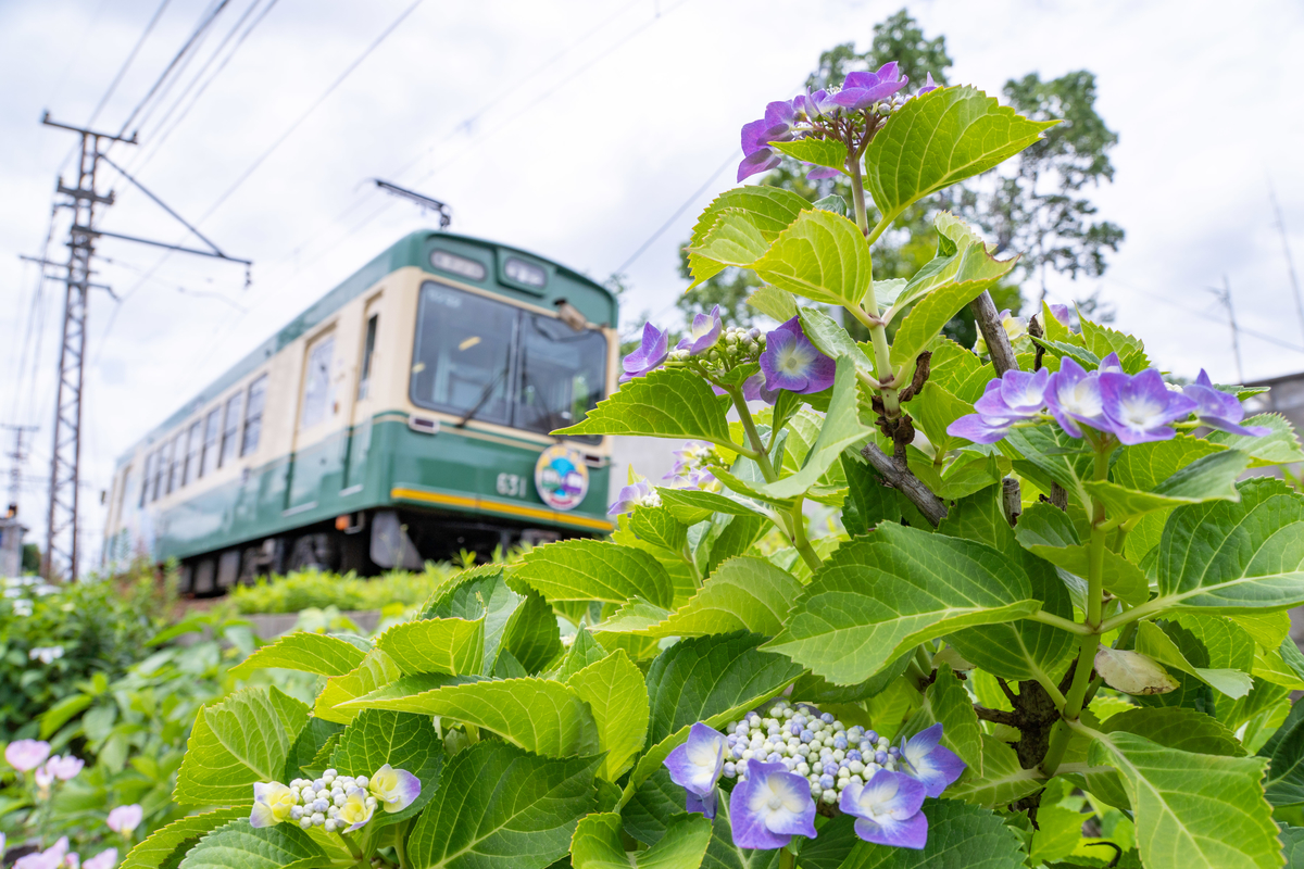 f:id:n_m_res:20190620153437j:plain f:id:n_m_res:20190620153437j:plain